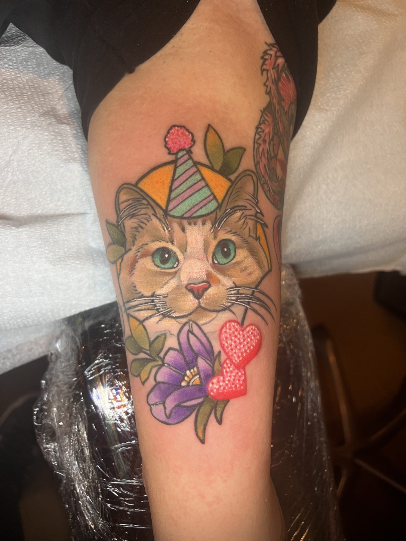 Party cat