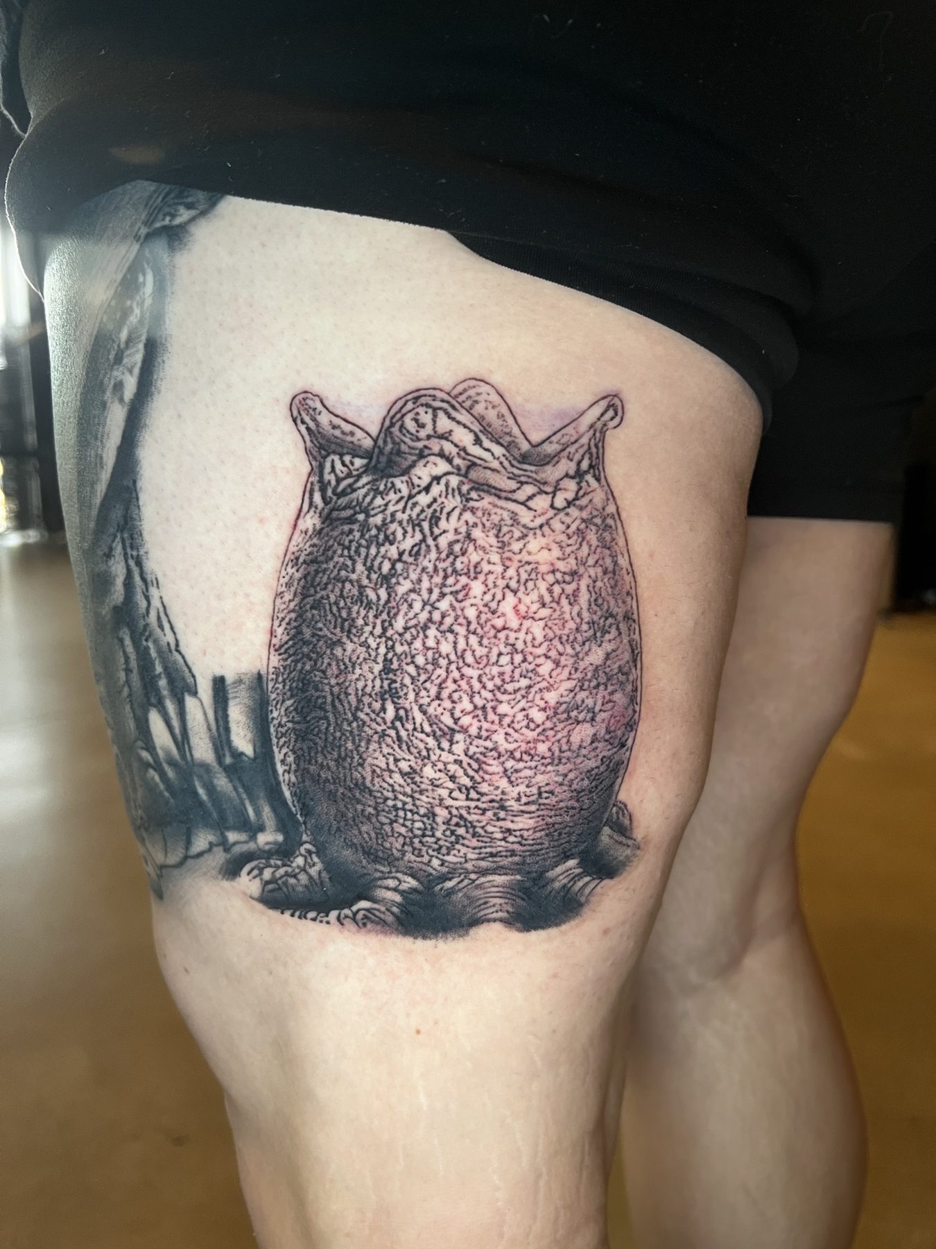 Toad